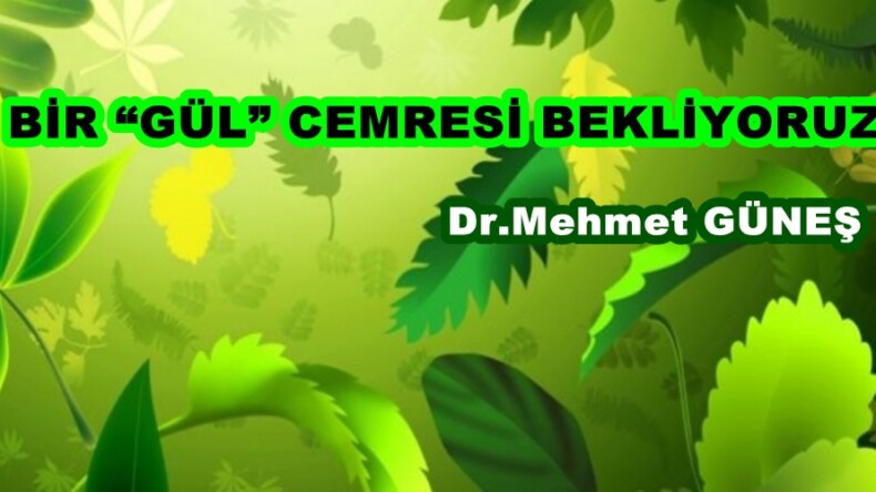 BİR “GÜL” CEMRESİ BEKLİYORUZ