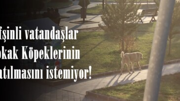 Afşinli vatandaşlar Sokak Köpeklerinin toplatılmasını istemiyor!