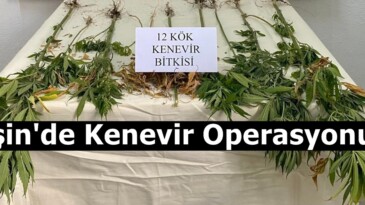 Afşin’de Kenevir Operasyonu!