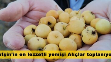 Afşin’in en lezzetli yemişi Alıçlar toplanıyor.