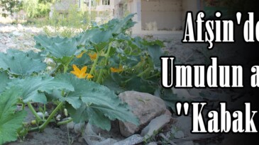 Afşin’de Umudun adı; “Kabak”