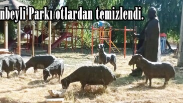 Çobanbeyli Parkı otlardan temizlendi.