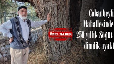 Çobanbeyli Mahallesinden 250 yıllık Söğüt ağacı dimdik ayakta.