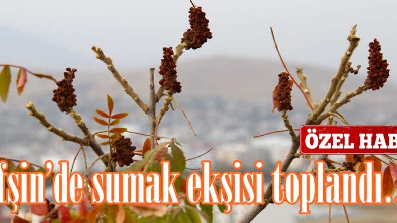 Afşin’de sumak ekşisi toplandı!