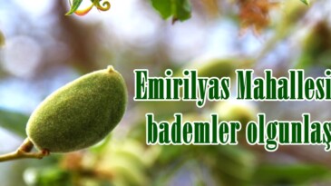 Emirilyas Mahallesinde bademler olgunlaştı!