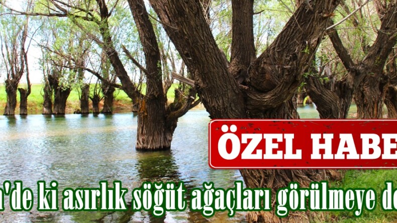 Afşin’de ki asırlık söğüt ağaçları görülmeye değer!