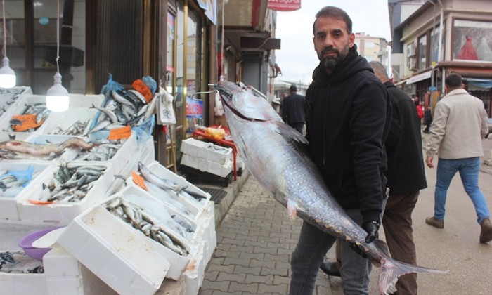 Afşin’e getirilen Dev Orkinos Balığı büyük ilgi gördü.